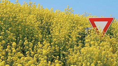 Кровь трансгенных помидоров