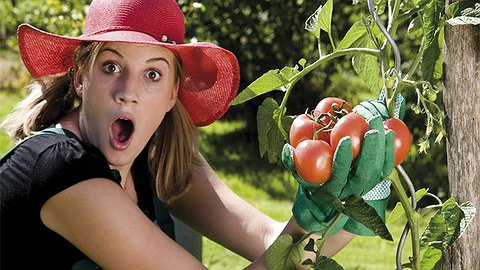 С грядки — в магазин